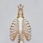 Schmerzen im Brustkorb – Was ist normal?