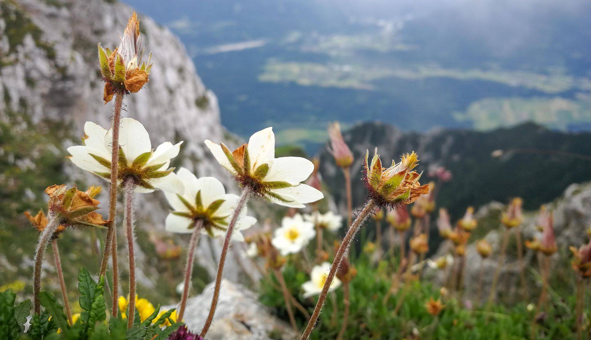 Wildblumen auf einer bayerischen Alpenwiese.